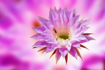 Königin der Nacht. Blüte eines südamerikanischen, nachtblühenden Echinopsis Kaktus.