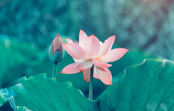 lotus flower plants with green leaves in pond