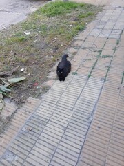 gato negro calle ciudad