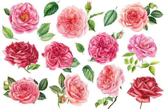 Set of flowers pink and red roses, green leaves on isolated white background, watercolor illustration greeting cards