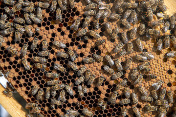 Beekeepers working to collect honey