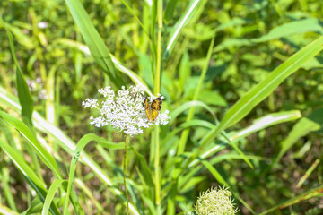 butterfly on wildflower