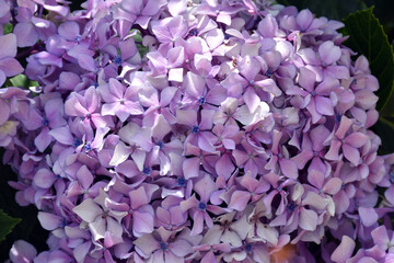 lilac flowers in a garden