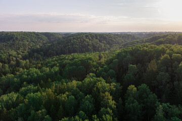 rising sun over a green forest