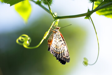 butterfly on green plant © sakhorn38