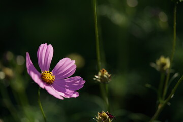 Light Pink Flower of Cosmos in Full Bloom
