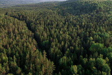 forest with lonely road going through