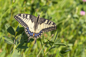 Swallowtail moth (Papilio machaon)