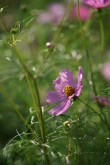 Obraz premium Light Pink Flower of Cosmos in Full Bloom 