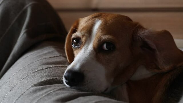 Close-up of beagle lying down on sofa.