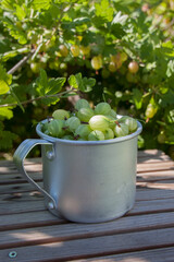 Gooseberries in a mug