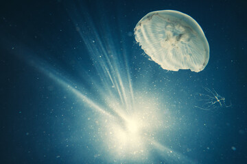 Underwater image of jellyfishes in the sea