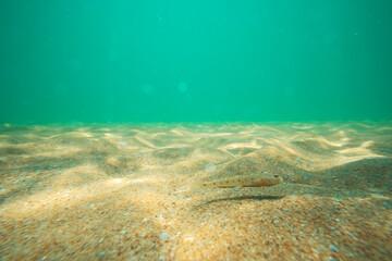  Black Sea fish in algae walks on the sand, underwater view