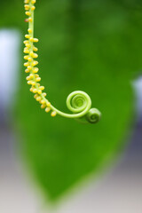 Butterfly eggs on curly twig plant