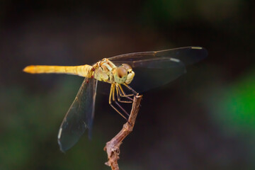 Dragonfly. Macro photo. Yellow dragonfly on a twig. Muzzle of a dragonfly close up. Body structure of a dragonfly. Blurred background.