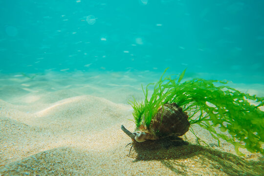  Black Sea rapan in algae walks on the sand, underwater view
