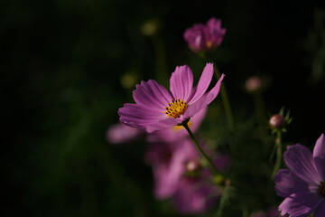 Fototapeta premium Light Pink Flower of Cosmos in Full Bloom 