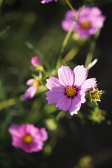 Obraz premium Light Pink Flower of Cosmos in Full Bloom 
