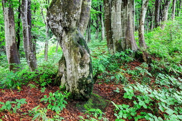 Obraz premium 樽田のブナの森