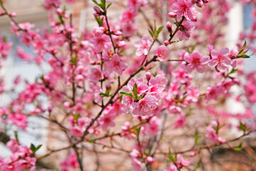 Branches of peach blossoming crab pink flowers. Spring flowering garden fruit tree. Peach blossom close-up.