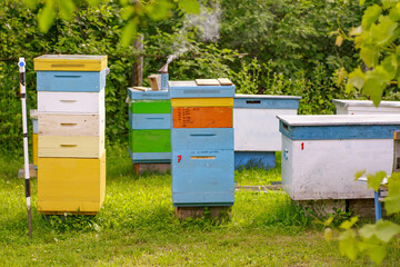 Bees at old hive entrance. Bees returning from honey collection to yellow hive. Bees at entrance. Honey-bee colony guards hive from looting honeydew. bees return to beehive after honeyflow. Copy space