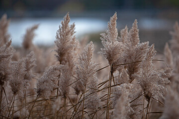 Fototapeta premium Bulrush closeup texture background. Rye design mock up wallpaper. Autumn mock up with dry flowers/bulrushes with space for text.