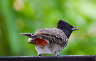 bird on a branch