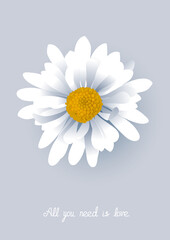 Vector illustration of a beautiful flower chamomile with text. Lovely summer white flower on gray background.