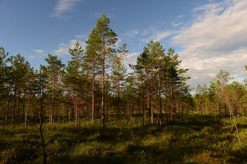 Summer tranquil morning in a swamp forest under a blue sky