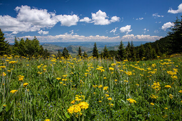 Mountain landscape with a field of yellow wild flowers against the backdrop of forest, mountains and beautiful sky with clouds