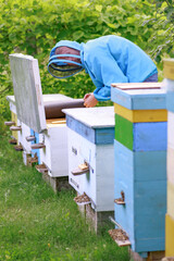  beekeeper pushes the frame in the hive to get one to look for the queen bee on it.