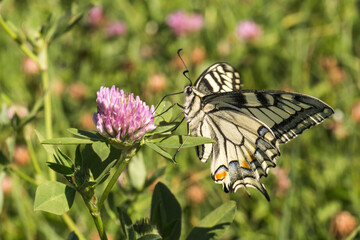 Swallowtail moth (Papilio machaon)