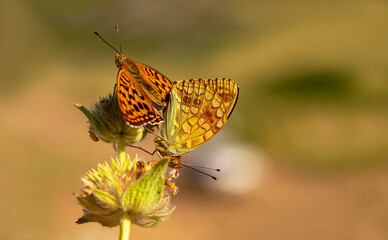 Great Pearl Butterfly / Argynnis adippe