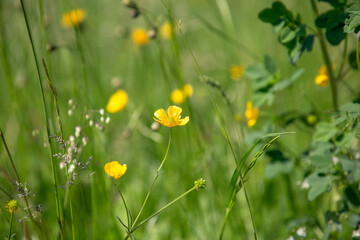 field of yellow flowers