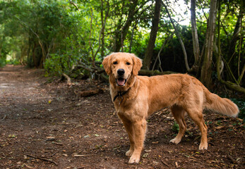 Happy Dog