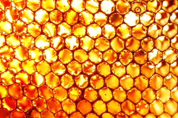 Close up shot of honeycomb beehive