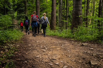 Hiking in a forest. Group of hikers. Walking in a forest.