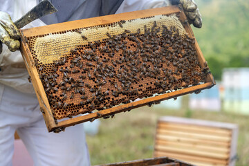 Beekeepers working to collect honey