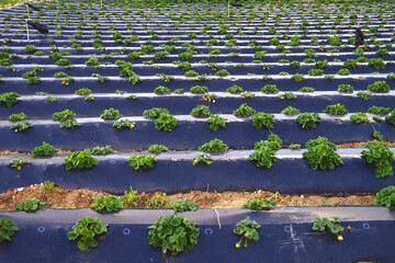 Strawberry field in Malta