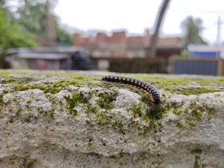 Black Millipede (Tachypodoiulus niger) Closeup 