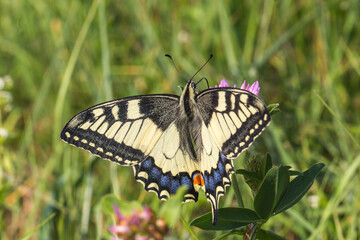 Swallowtail moth (Papilio machaon)