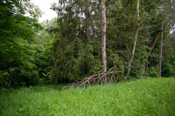 trees in the woods