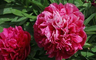Closeup red flower peonies flowering on background red flowers and a green background of leaves