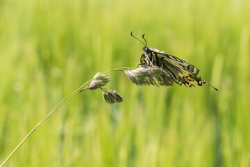 Swallowtail moth (Papilio machaon)