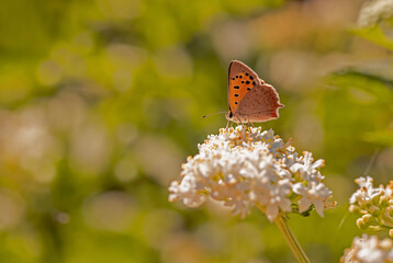 Spotted Copper butterfly / Lycaena phlaeas
