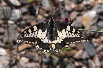 Swallowtail moth (Papilio machaon)