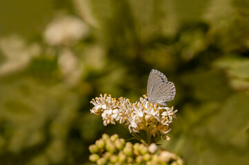 Sacred Blue butterfly / Celastrina argiolus