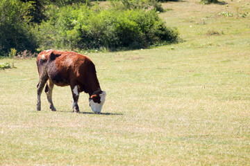 Brown Beef cattle Hereford cow in countryside