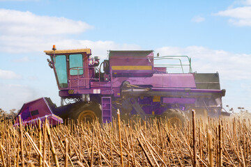 Obraz premium Crop in the Large field of dry sunflower on a sunny day. Autumn harvest., in the background big harvester mowing ripe,