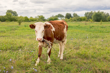 Fototapeta na wymiar Red cow grazes in the meadow. Bull, calf, livestock. Symbol of 2021. Summer concept.